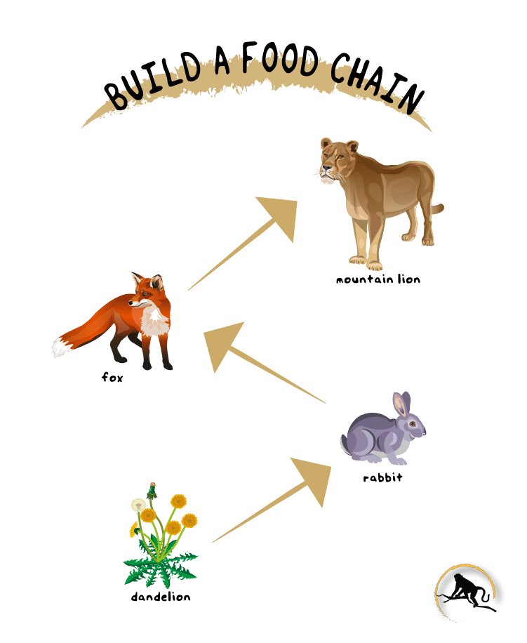 Build A Food Chain | New England Primate Conservancy