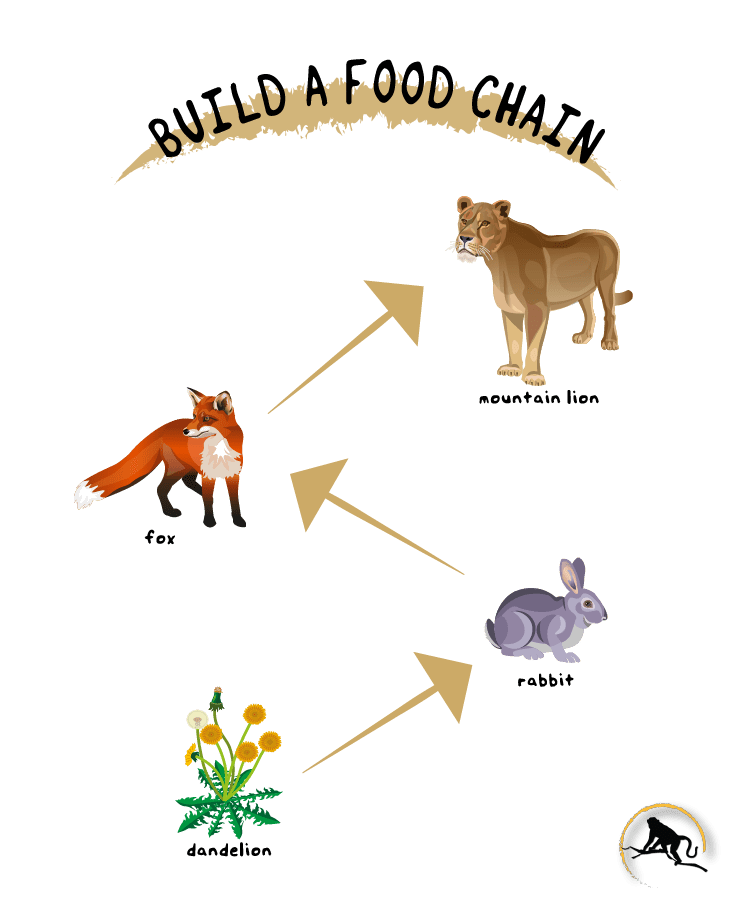 Build A Food Chain New England Primate Conservancy