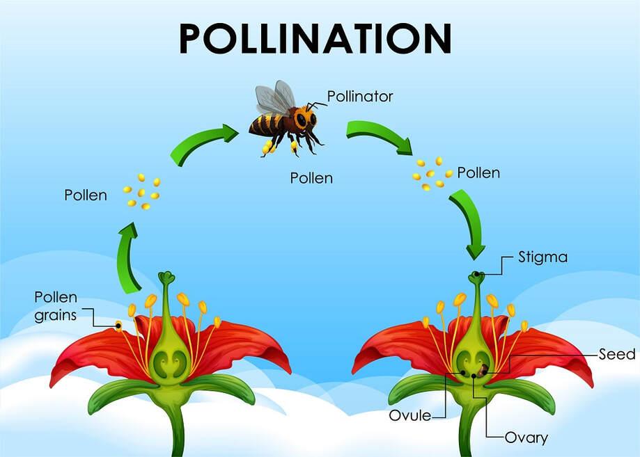 Pollen Transfer Pollinators Pollination