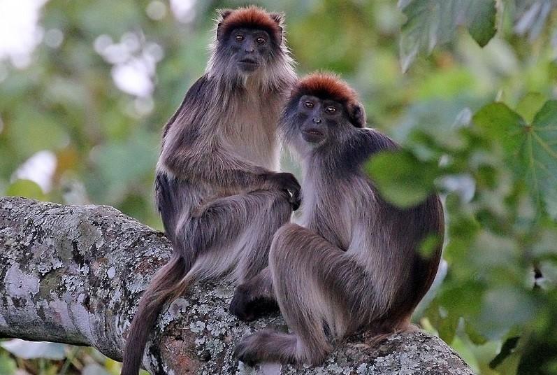 accent Pine Melbourne Colobus Monkeys | New England Primate Conservancy