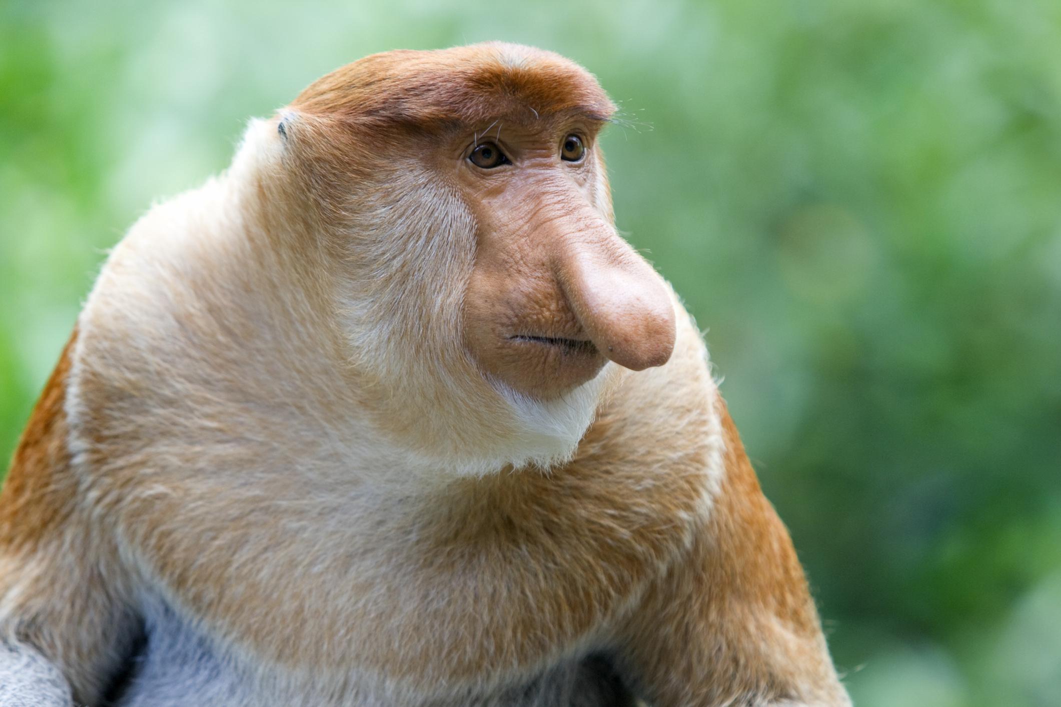 Proboscis Monkeys  New England Primate Conservancy