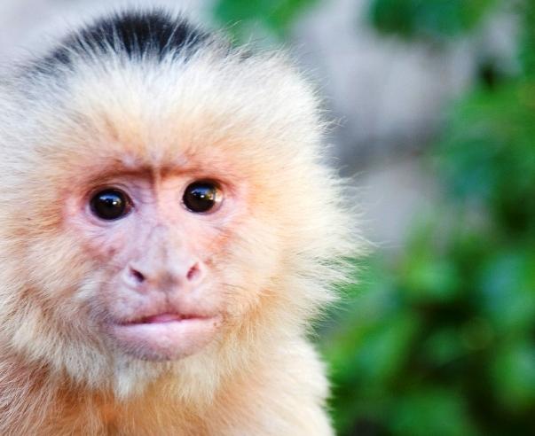 pet capuchin monkey