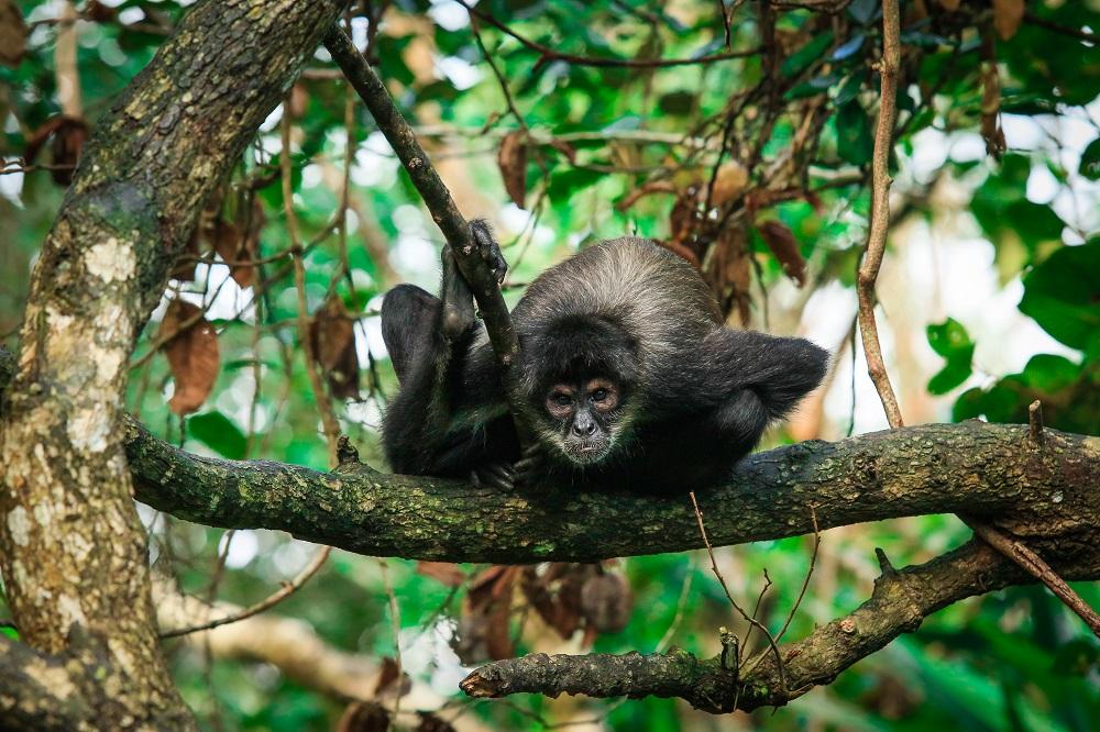 Refuge for the Brown-headed Spider Monkey – Rainforest Trust