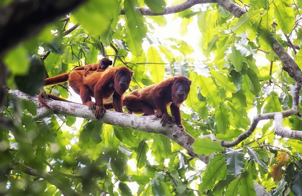 Black Howler Monkey  Rainforest Alliance