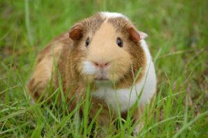guinea-pig-242520-1920