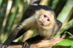 white-faced-capudhin-istock-82353363-resize_orig