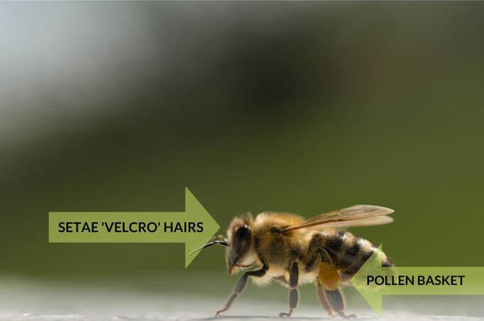 bee-hair-illustration