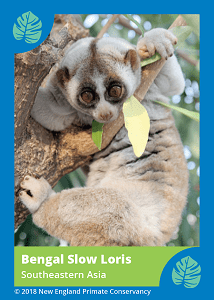 bengal-slow-loris_2_orig