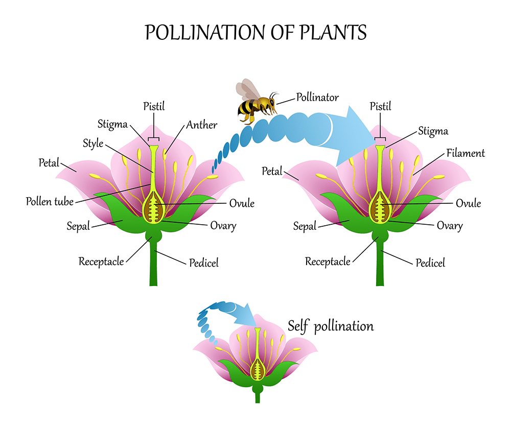 flower-pollination-shutterstock-1348799624-resize_orig