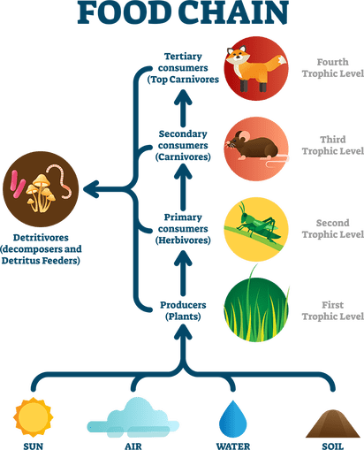 food-chain-1-shutterstock-1652015542-transparent-resize