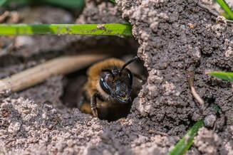 ground-nesting-bee-istock-951874612-resize