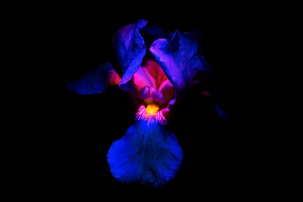 iris-shutterstock-1418809076-resize_orig
