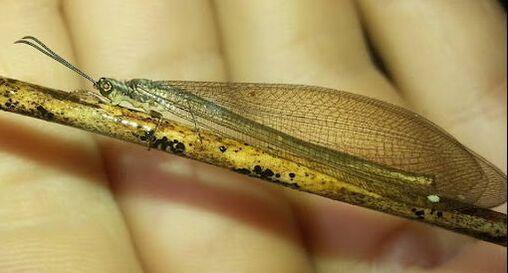 lacewing