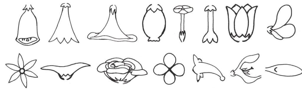 nature-lesson-2-floral-shapes-3_orig