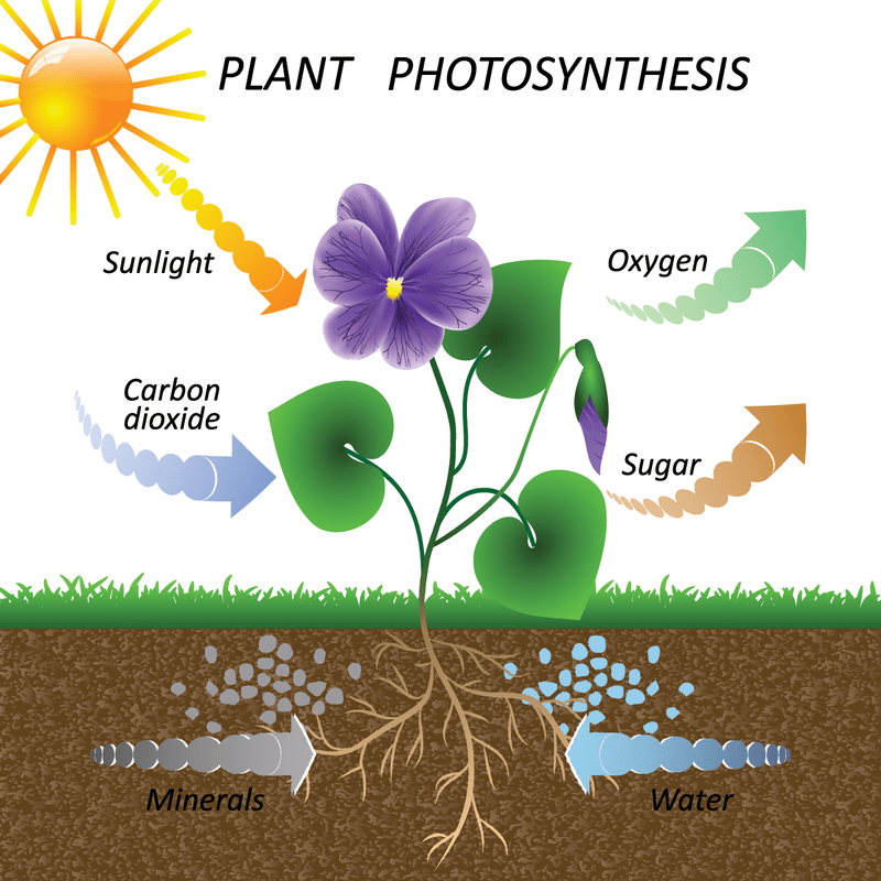 photosynthesis-shutterstock-1303246009_orig