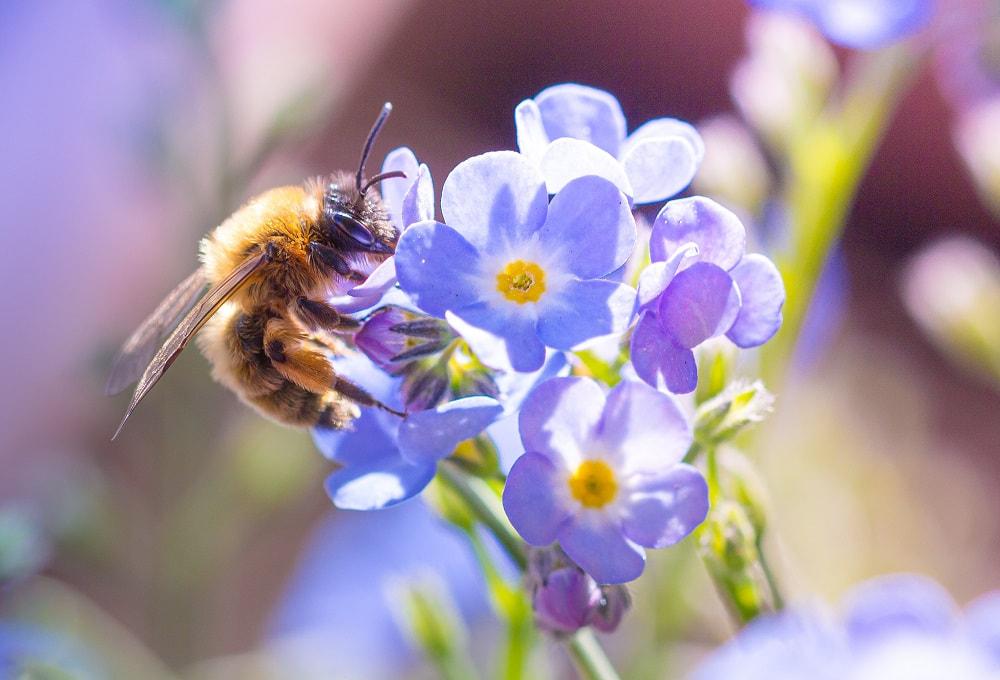 pollination-shutterstock-1705054408-resize_orig