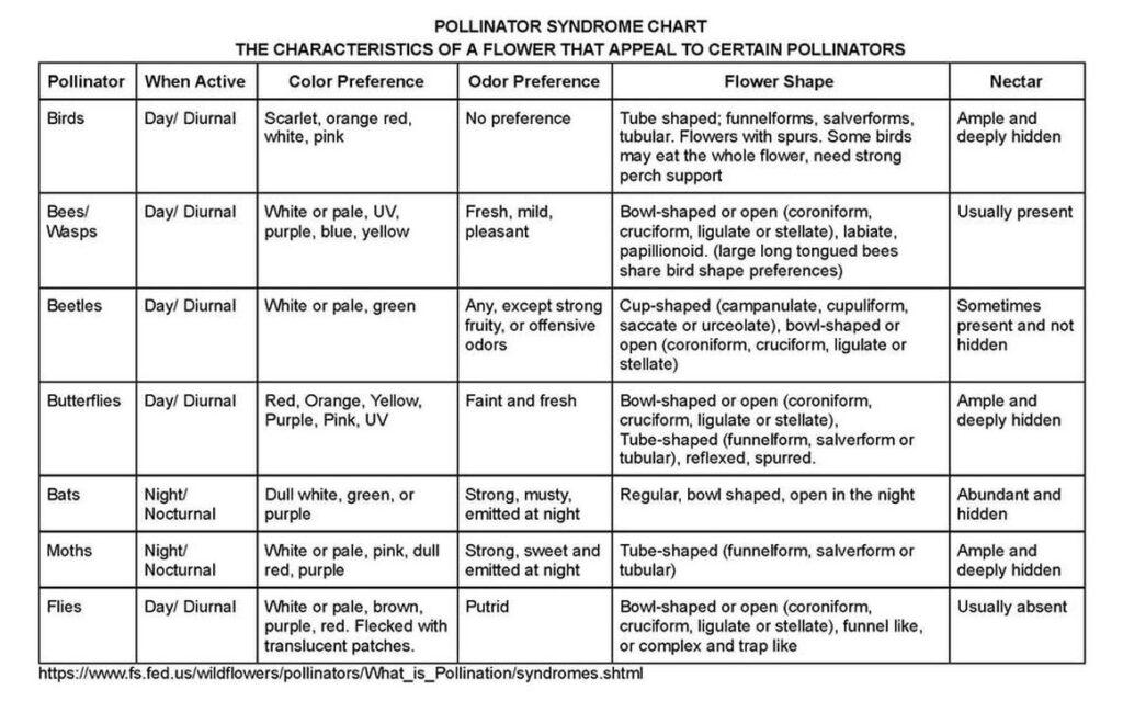 pollinator-syndrome-chart