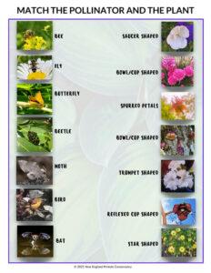 pollinators-and-plants