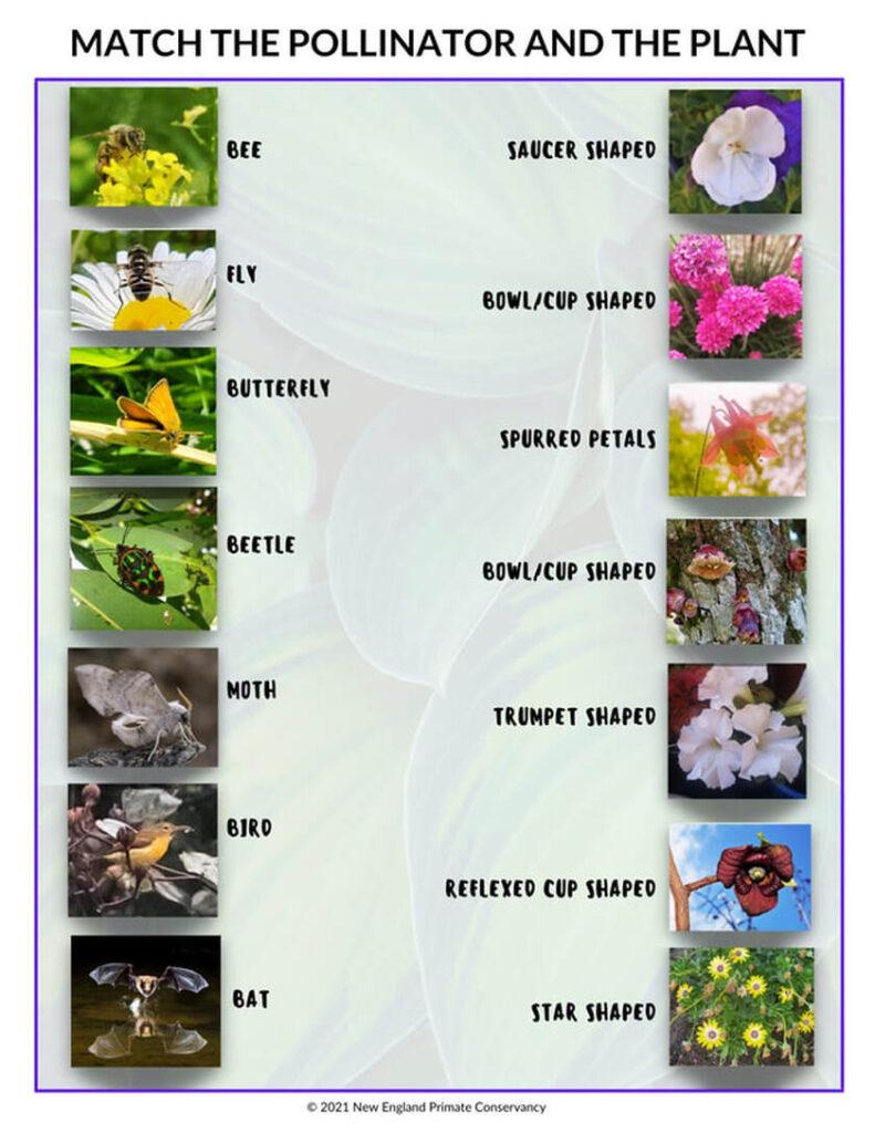 pollinators-and-plants