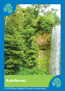 rainforest-habitat-1_2_orig