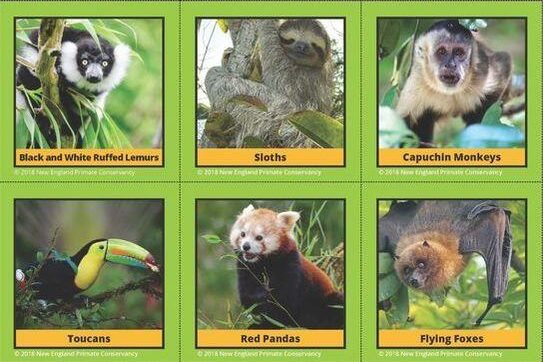rainforest-species-cards-page-2_22