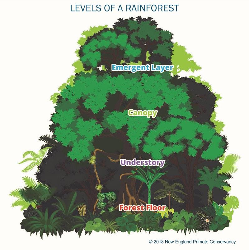 levels-of-a-rainforest-80m2_662