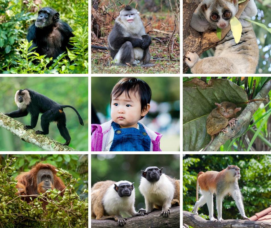 group-of-primates_orig