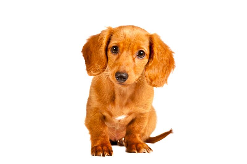 shy-dachshund-puppy0wevideo