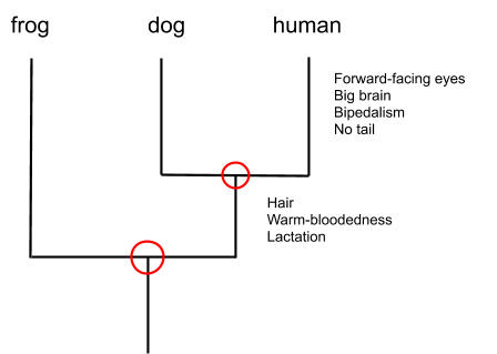you-re-the-scientist-phylogeny-oct-27-1_10