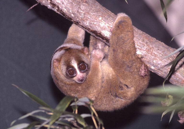 1024px-nycticebus-coucang-001-david-haring-duke-lemur-center-cc_1_orig