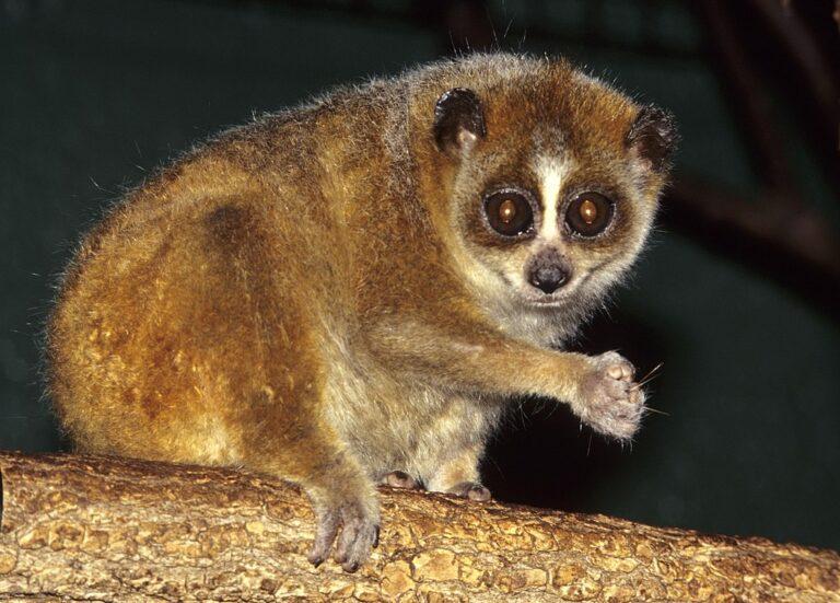 1024px-nycticebus-pygmaeus-004-david-haring-duke-lemur-center-cc_18