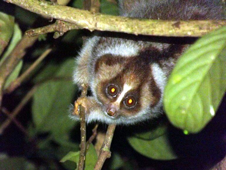 1024px-slow-loris-jmiksanek-cc_1_orig
