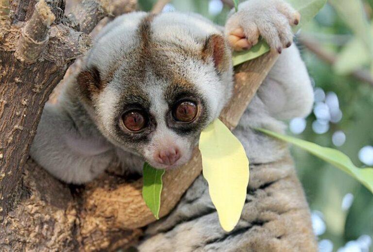 bengal-slow-loris-istock-155889833-resize_1