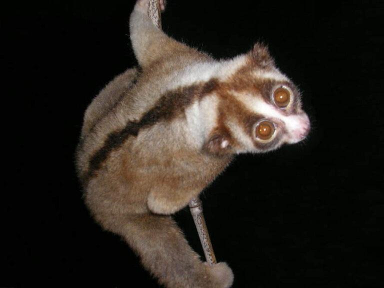nycticebus-javanicus-002-dr-k-a-i-nekaris-free-use_64