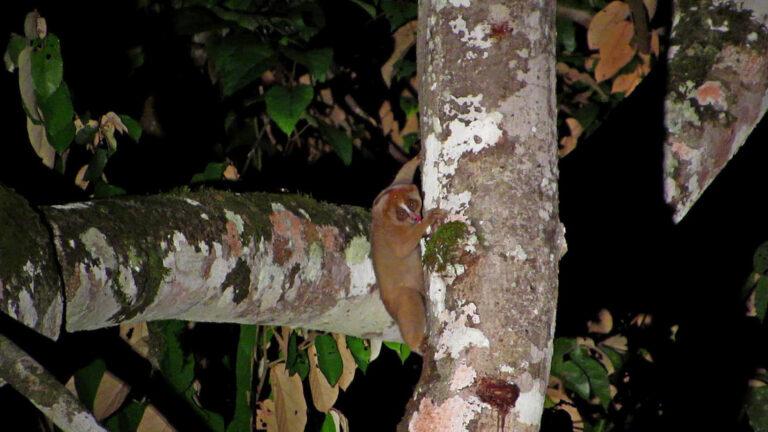 philippine-slow-loris-dick-knight-flickr-cc_orig