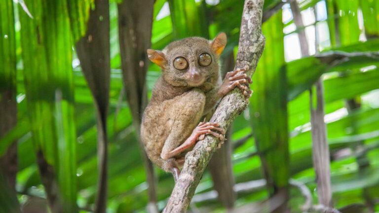 philippine-tarsier-istock-533075115-resize2_orig