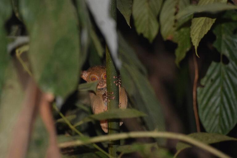 western-tarsier-istock-647249842-resize_20