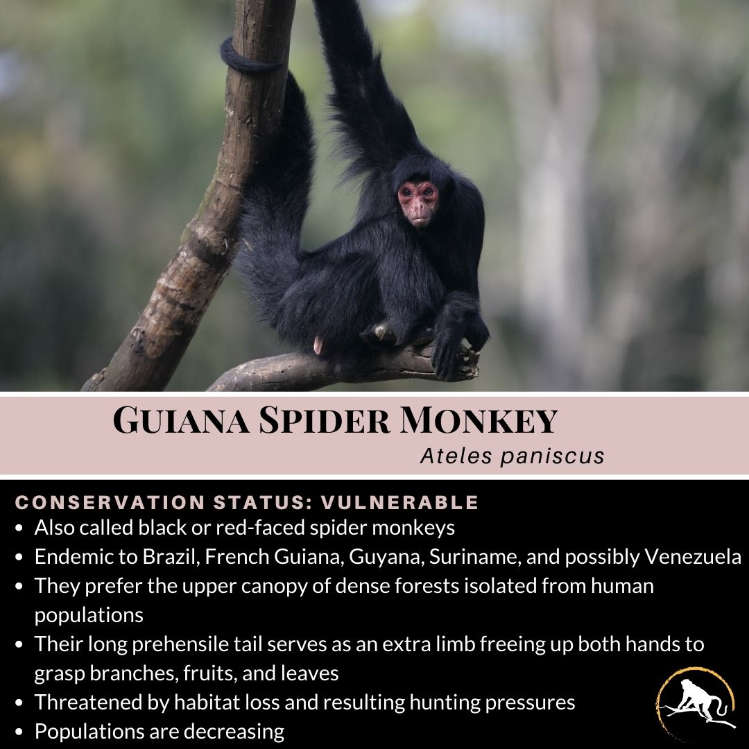 Spider Monkey Sex Position