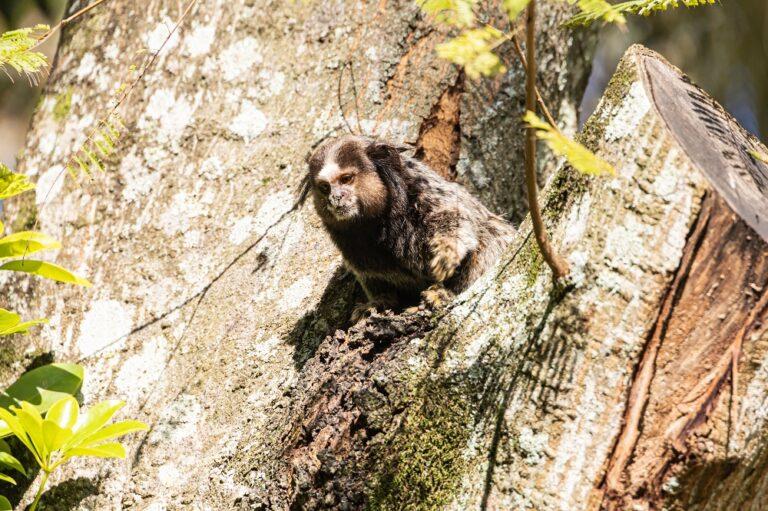 Wied's Marmoset (Callithrix kuhlii)