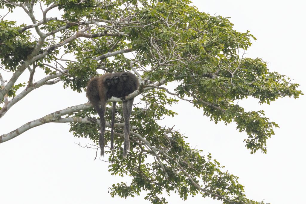Titi Monkeys | New England Primate Conservancy