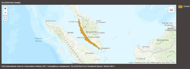 Trachypithecus Range Selangor Silvery Langur, Trachypithecus selangorensis - New England ...