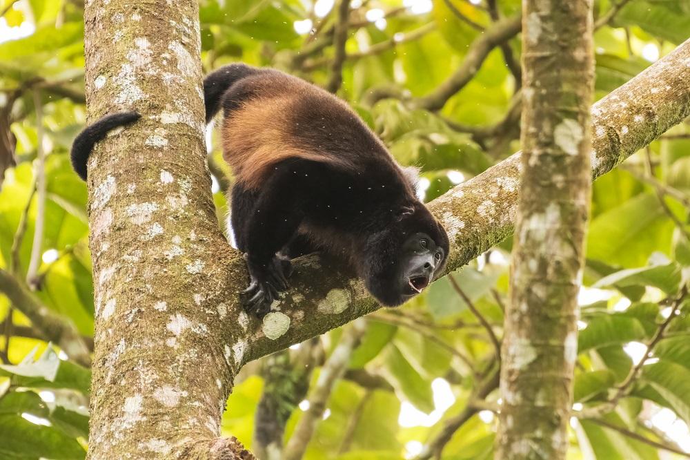 Mantled howler