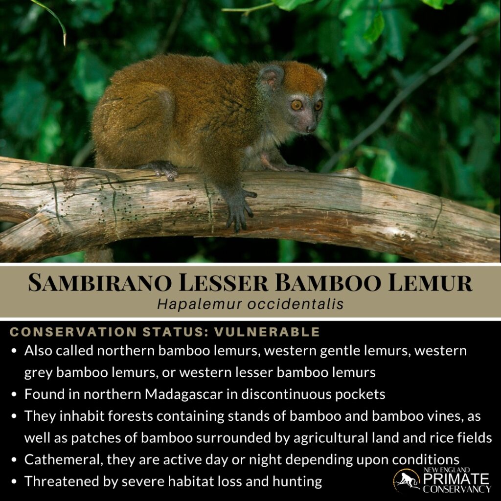 Sambirano Lesser Bamboo Lemur, Hapalemur occidentalis - New England ...