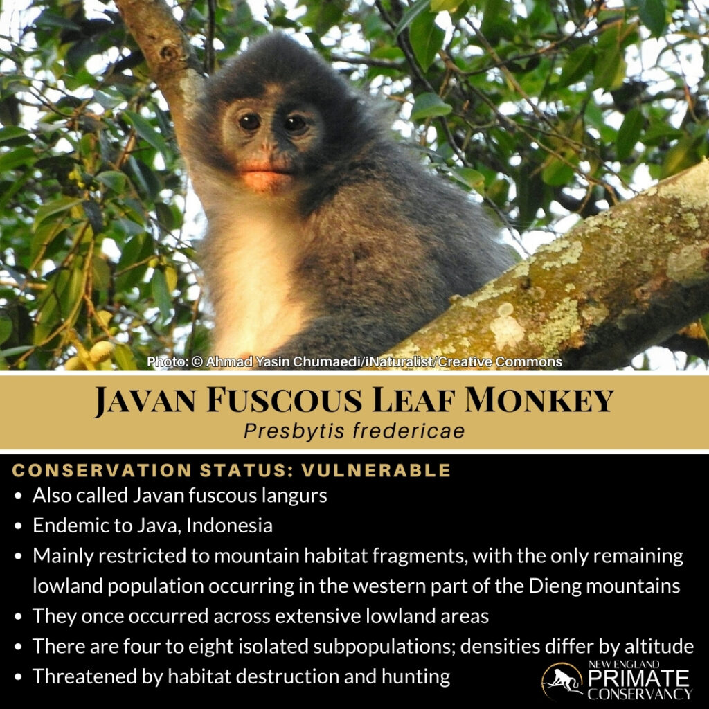 Java Leaf Mankey Javan Fuscous Leaf Monkey, Presbytis fredericae - New England Primate ...