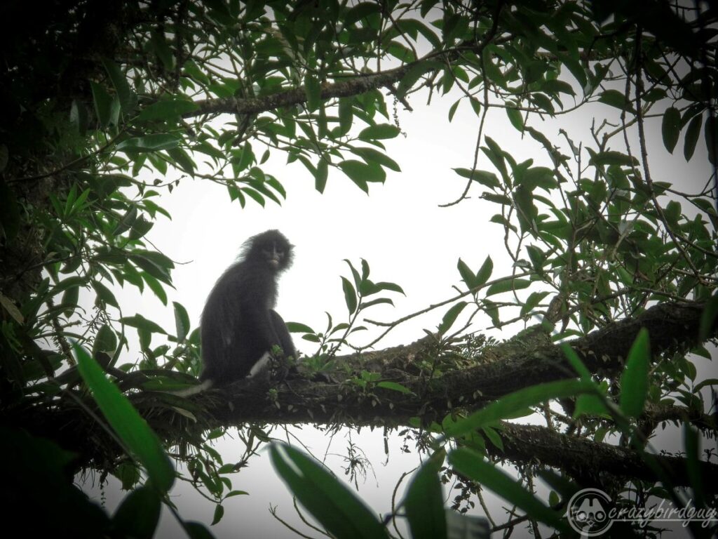 Java Leaf Mankey Javan Fuscous Leaf Monkey, Presbytis fredericae - New England Primate ...