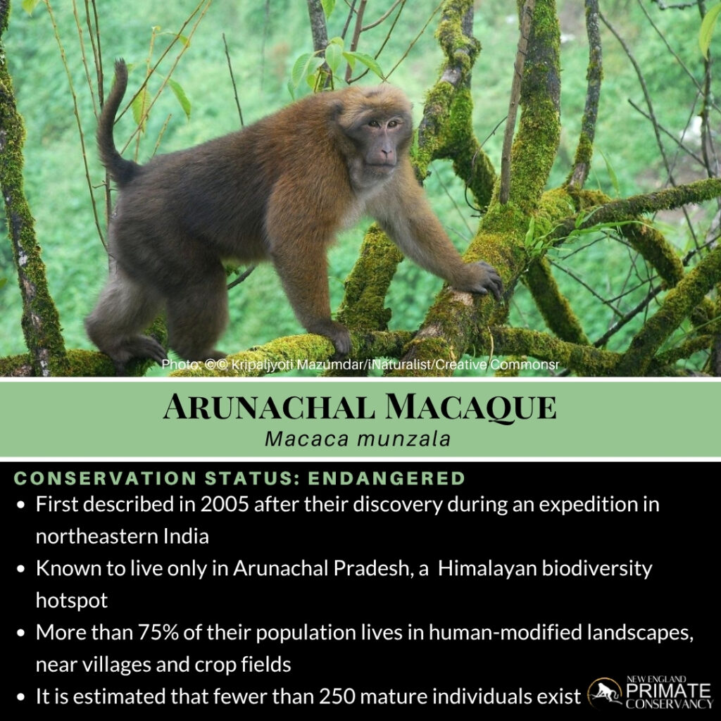 Arunachal Macaque, Macaca munzala - New England Primate Conservancy