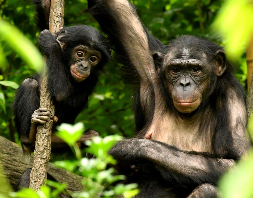 Bonobos | New England Primate Conservancy