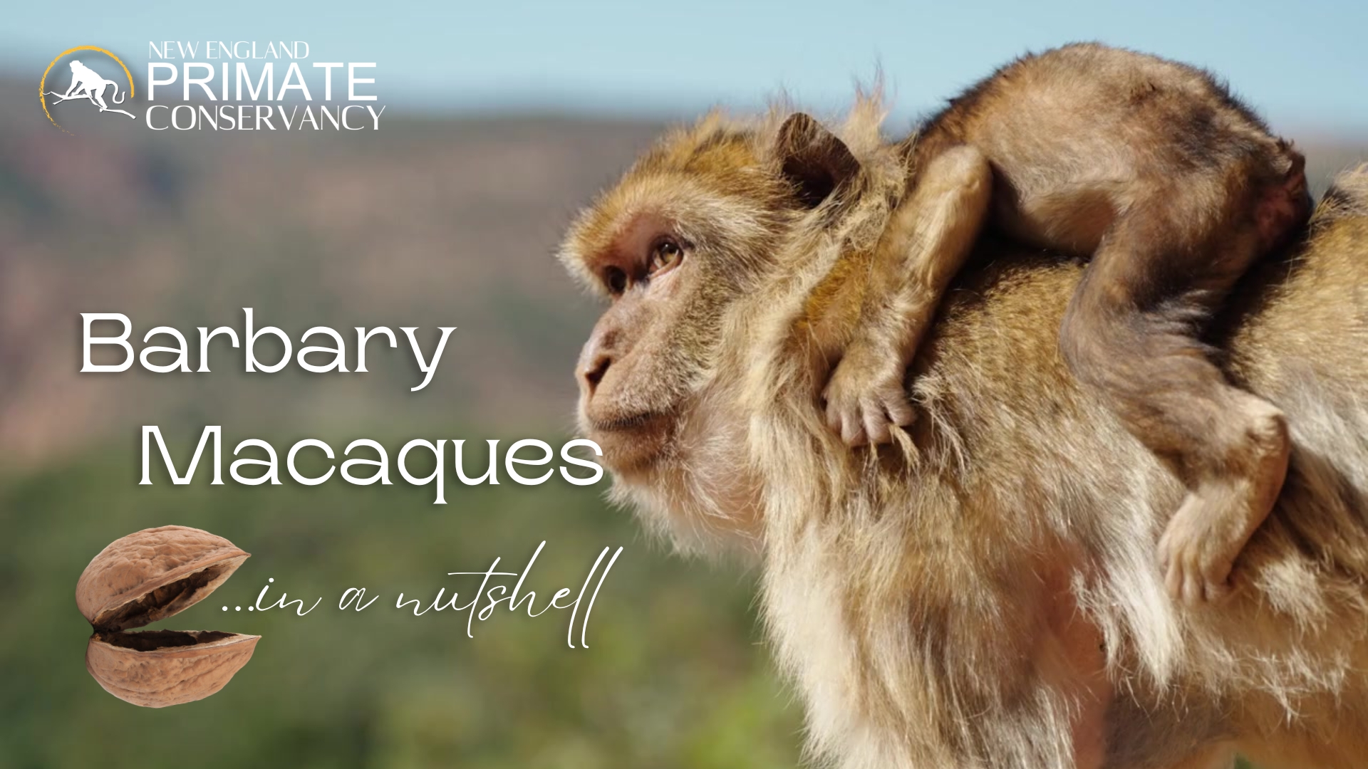Barbary Macaques—The only macaques native to Africa