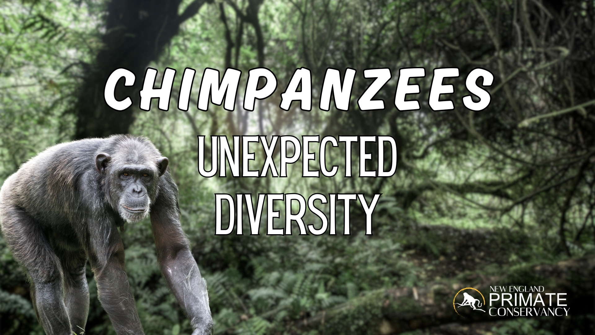 Chimpanzees: Unexpected Diversity