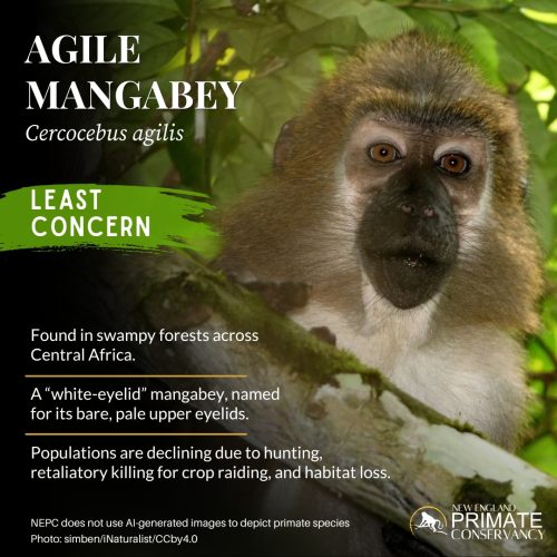 Agile Mangabey